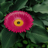 Poidło poidełko ogrodowe dla ptaków GERBERA