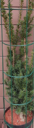 Podpora ogrodowa do roślin pierścieniowa 75 cm zielona
