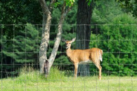 Siatka rolno-leśna 150/10/30/50 Light